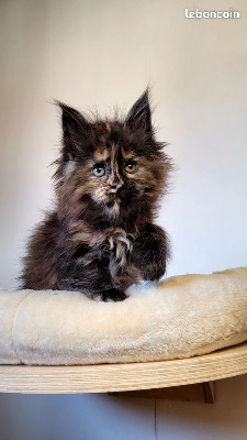 UNITED COLOR - Maine Coon