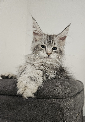 CHATON - Maine Coon