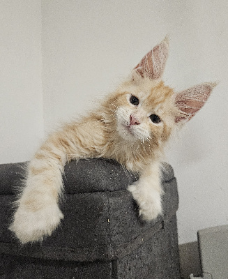 BOGOSS  - Maine Coon