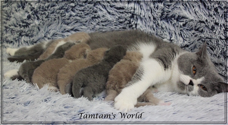 Tamtam's World - British Shorthair et Longhair - Portée née le 17/08/2020