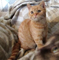 Of Cats Mystery - Chaton disponible  - Scottish Straight