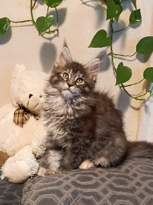 Des Zanimo Coon's - Chaton disponible  - Maine Coon