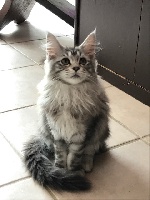 nuxe - Maine Coon