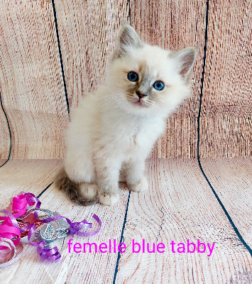 Femelle blue tabby