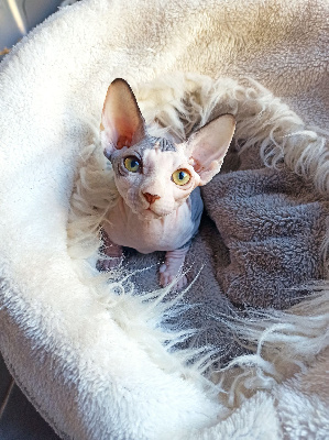 De La Vallée De Félibelle - Chaton disponible  - Sphynx