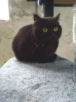Michonne Of Pretty Little Cat