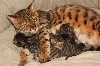 De L'Arkanson Bengal - Naissance de 4 chatons
