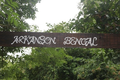 De L'Arkanson Bengal