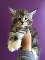 Never Ending Story - Chaton disponible  - Maine Coon