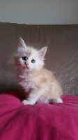 D'Agora Lyncis - Chaton disponible  - Maine Coon