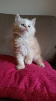 D'Agora Lyncis - Chaton disponible  - Maine Coon