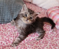 Maine coon black silver blotched tabby