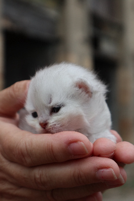 Brookline du Lauragais - British Shorthair et Longhair