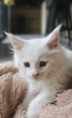 Balthazar du Lauragais - Maine Coon