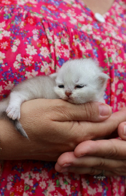 Du Lauragais - Chaton disponible  - British Shorthair et Longhair