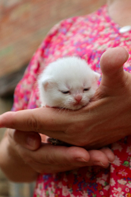 Du Lauragais - Chaton disponible  - British Shorthair et Longhair