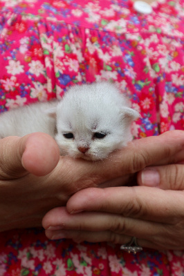 Bubble du Lauragais - British Shorthair et Longhair