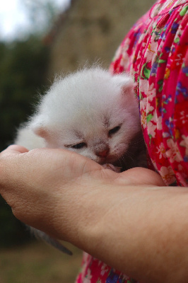 Blue du Lauragais - British Shorthair et Longhair