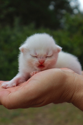 Brookline du Lauragais - British Shorthair et Longhair
