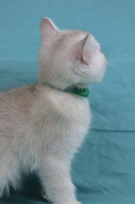 Bayonne du Lauragais - British Shorthair et Longhair