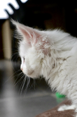 Balthazar du Lauragais - Maine Coon