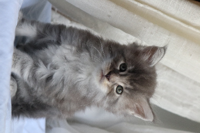 CHATON Blue silver - Maine Coon