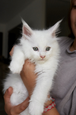 Balthazar du Lauragais - Maine Coon