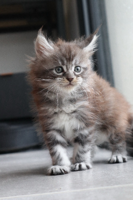 Du Lauragais - Chaton disponible  - Maine Coon