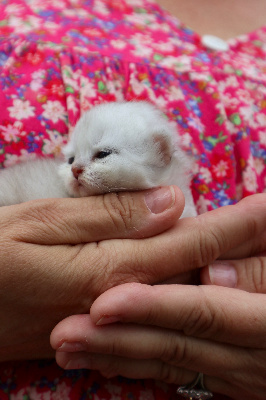 Du Lauragais - Chaton disponible  - British Shorthair et Longhair
