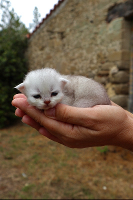 Du Lauragais - Chaton disponible  - British Shorthair et Longhair