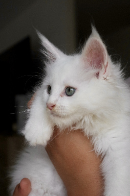 Balthazar du Lauragais - Maine Coon