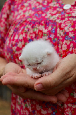 Du Lauragais - Chaton disponible  - British Shorthair et Longhair