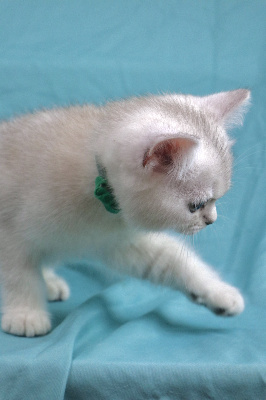 Bayonne du Lauragais - British Shorthair et Longhair