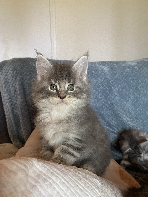 CHATON Blue silver  - Maine Coon