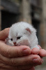 British shorthair LOOF, excellente lignée British Shorthair et Longhair