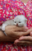 British shorthair LOOF, excellente lignée British Shorthair et Longhair