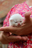 British shorthair LOOF, excellente lignée British Shorthair et Longhair