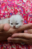 British shorthair LOOF, excellente lignée British Shorthair et Longhair