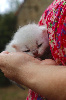 British shorthair LOOF, excellente lignée British Shorthair et Longhair