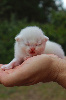 British shorthair LOOF, excellente lignée British Shorthair et Longhair