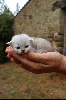 British shorthair LOOF, excellente lignée British Shorthair et Longhair