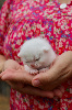 British shorthair LOOF, excellente lignée British Shorthair et Longhair