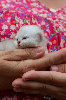 British shorthair LOOF, excellente lignée British Shorthair et Longhair