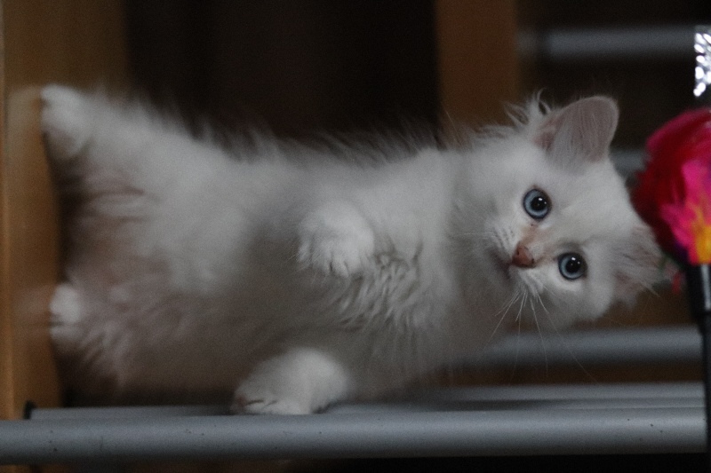 CHATON MALE CREME SILVER TABBY POINT