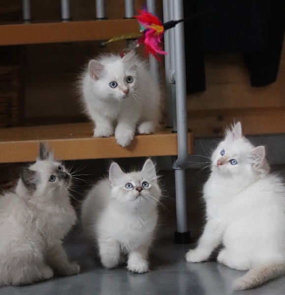 chaton Sibérien Du Sib'Béarn