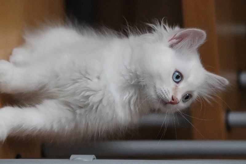 CHATON MALE CREME SILVER TABBY POINT - 