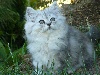 Isabelle Bonnevialle - chatons british longhair à vendre