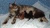 Du Domaine Du Vannetin - Naissances , chatons nés le 23 août 2017... 7 chatons .