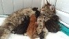 Du Domaine Du Vannetin - Naissances, chatons du 22 septembre 2017 , 5 chatons.