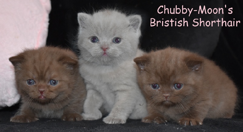 chaton British Shorthair et Longhair Chubby-Moon's